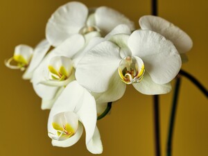 Три признака качественного цветка. Как выбрать орхидею, чтобы она вскоре не испортилась