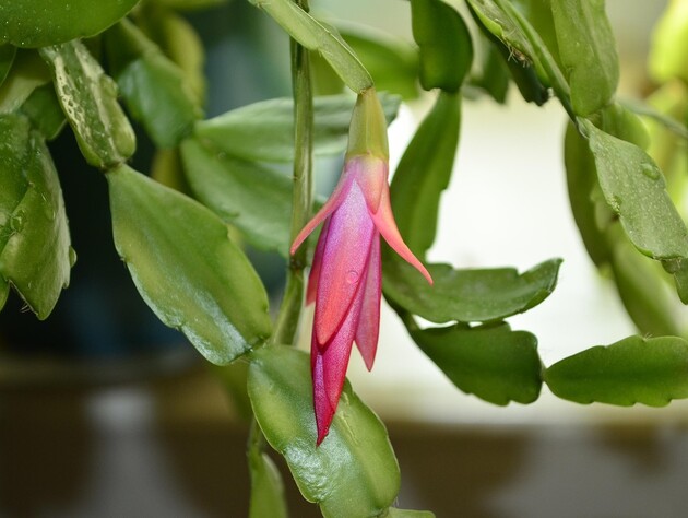 От чому рослина не дає квітів і гине. П'ять помилок у догляді за декабристом