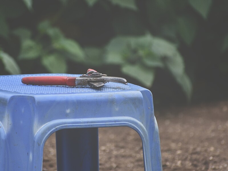 Городники назвали основні принципи обрізання корінців у саджанців