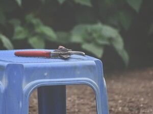 Огородники назвали основные принципы обрезки корешков у саженцев