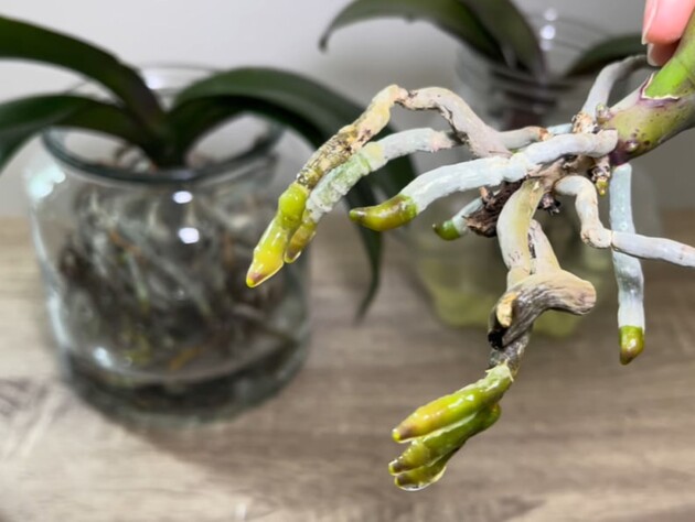 Залийте це на ніч окропом – і орхідеї, у яких почало гнити коріння і жовтіти листя, не загинуть