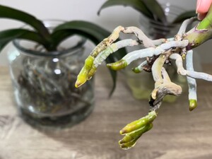 Залейте это на ночь кипятком – и орхидеи, у которых начали гнить корни и желтеть листья, не погибнут