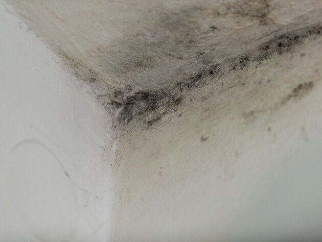 Поставьте это в погребе – и через пару дней от плесени не останется и следа. Рабочий дедовский метод 