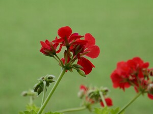 Копеечное средство заставит герань цвести. Его сможет приготовить каждый