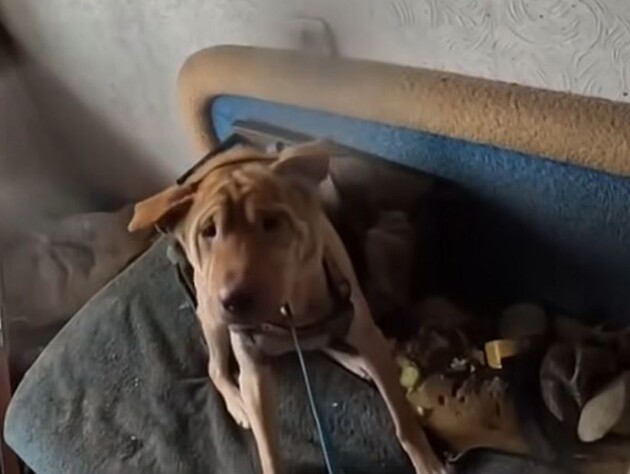 Був заблокований протягом місяця. У Донецькій області зі зруйнованого будинку врятували собаку. Відео