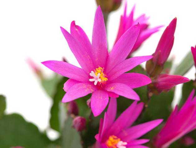 Ваш різдвяник не цвіте? Усього чотири кроки, щоб з'явилися квіти під Святвечір