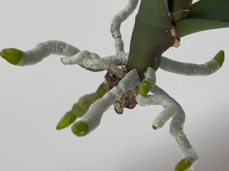 Залийте це окропом – і живець швидко пустить коріння. Поради, як пророщувати орхідею