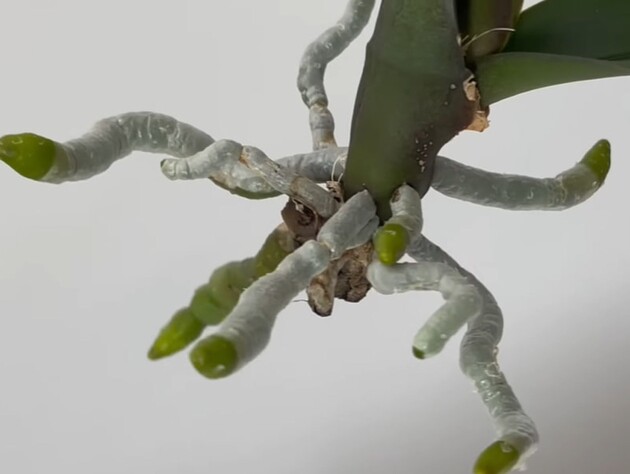 Залейте это кипятком – и черенок быстро пустит корни. Советы, как проращивать орхидею 