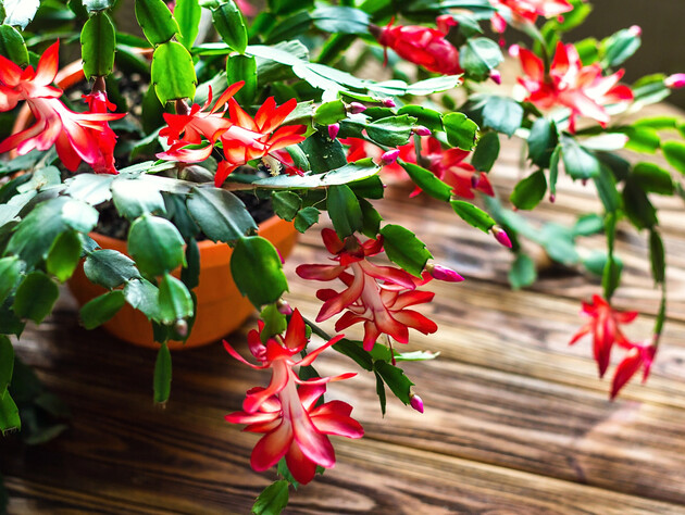 Обприскайте цим декабрист – і він гарантовано зацвіте