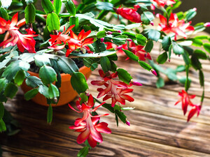 Опрыскивайте этим декабрист – и он гарантированно зацветет