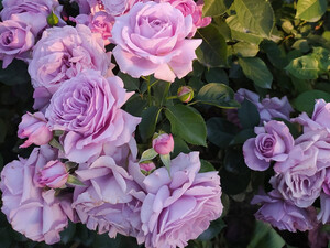 Укрывать или не укрывать розы в Киевской области: опыт цветовода за семь лет экспериментов