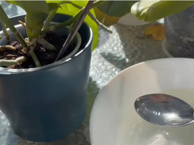 Залиште це на ніч – і орхідеї почнуть активно формувати багато нових квітконосів. Рецепт підживлення