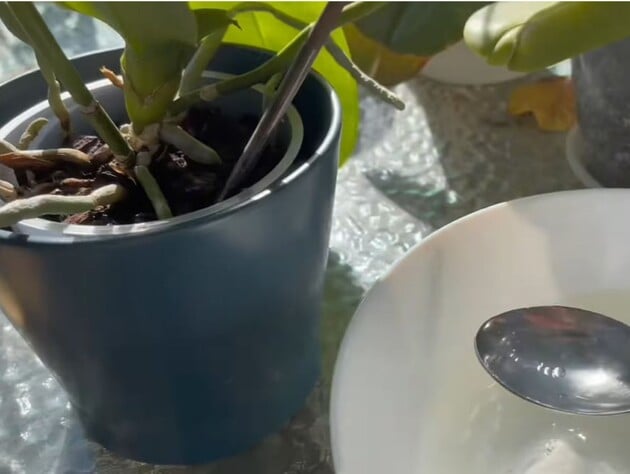 Залиште це на ніч – і орхідеї почнуть активно формувати багато нових квітконосів. Рецепт підживлення