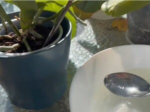 Оставьте это на ночь – и орхидеи начнут активно формировать много новых цветоносов. Рецепт подкормки