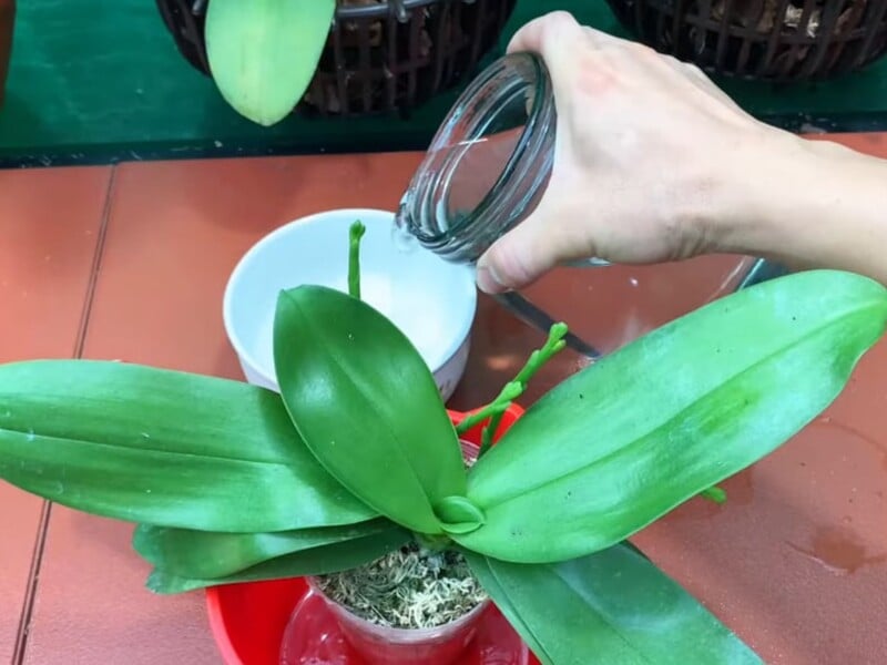 Розчиніть у воді лише одну чайну ложку цього препарату – і орхідеї почнуть випускати багато нових квітконосів