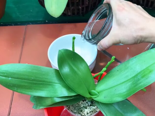 Розчиніть у воді лише одну чайну ложку цього препарату – і орхідеї почнуть випускати багато нових квітконосів