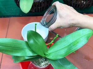 Растворите в воде всего одну чайную ложку этого препарата – и орхидеи начнут выпускать много новых цветоносов