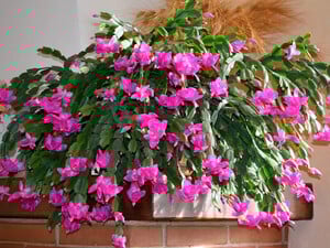 Обильное цветение рождественского кактуса каждый год: три простые вещи, без которых он не выпустит бутоны