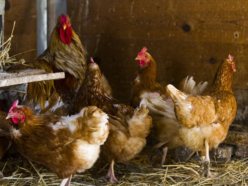 Узимку залийте це теплою водою на добу – і кури нестимуться не гірше, ніж улітку