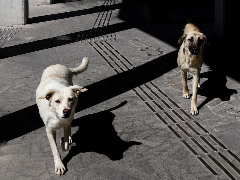 Бродячі собаки нападають на людей. ЦНС заявляє про гуманітарну катастрофу на окупованих територіях