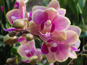 Не выбрасывайте это в мусор – залейте водой – и орхидея вознаградит новыми цветоносами. Рецепт подкормки