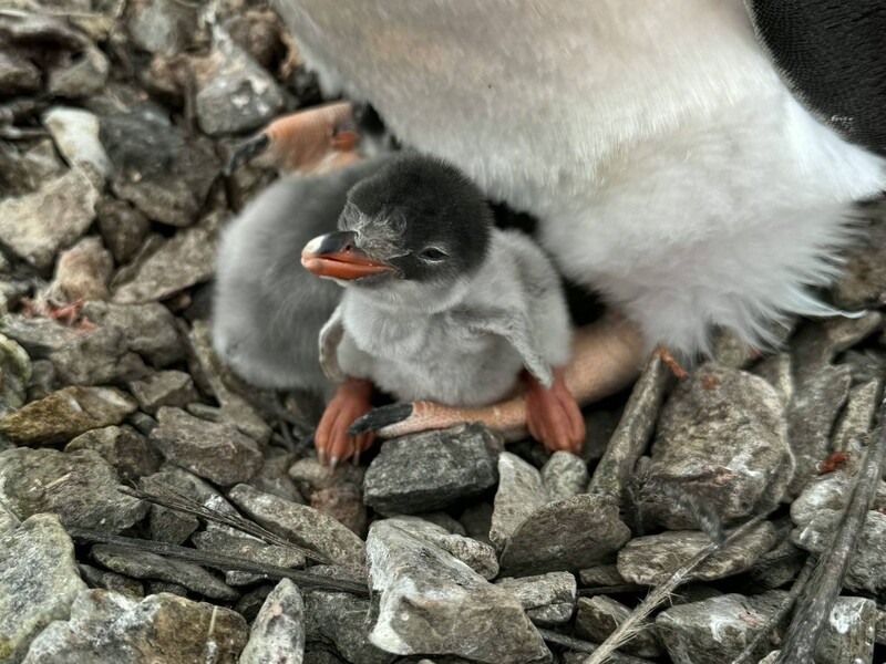 Поблизу української станції "Вернадський" в Антарктиді з'явилося перше пінгвіненя. Фото