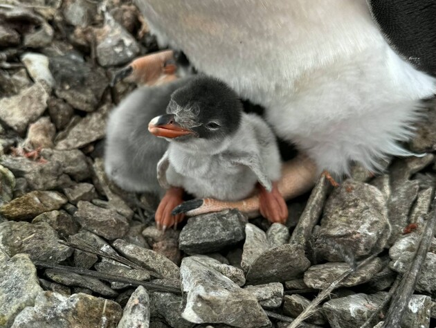 Поблизу української станції 