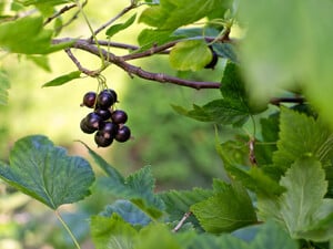 Не убирайте это с куста в декабре, чтобы не потерять урожай ягод