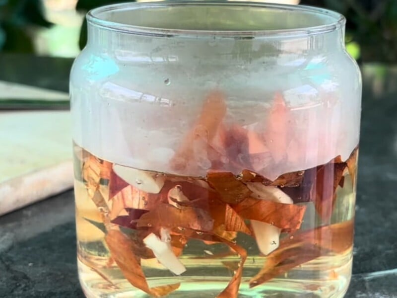 Залийте це окропом – і орхідея почне активно відновлюватися. Простий спосіб реанімації рослин