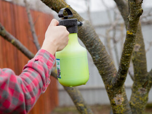 Не полінуйтеся обприскати цим дерева взимку – і тоді навесні не матимете клопоту. Надійна порада