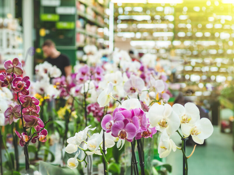 Не купуйте таких орхідей, щоб не розчаруватися. Порада, яка заощадить гроші квітникарям