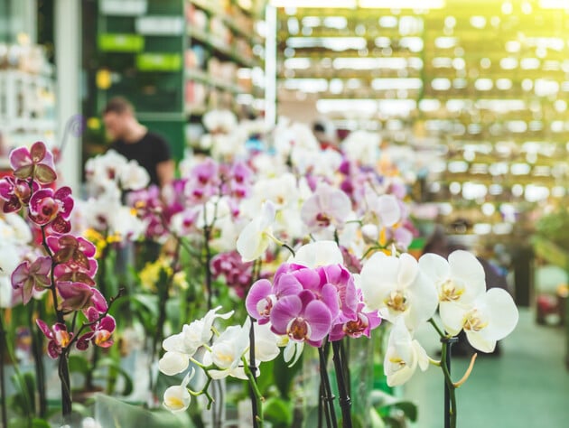 Не покупайте такие орхидеи, чтобы не разочароваться. Совет, который сэкономит деньги цветоводам