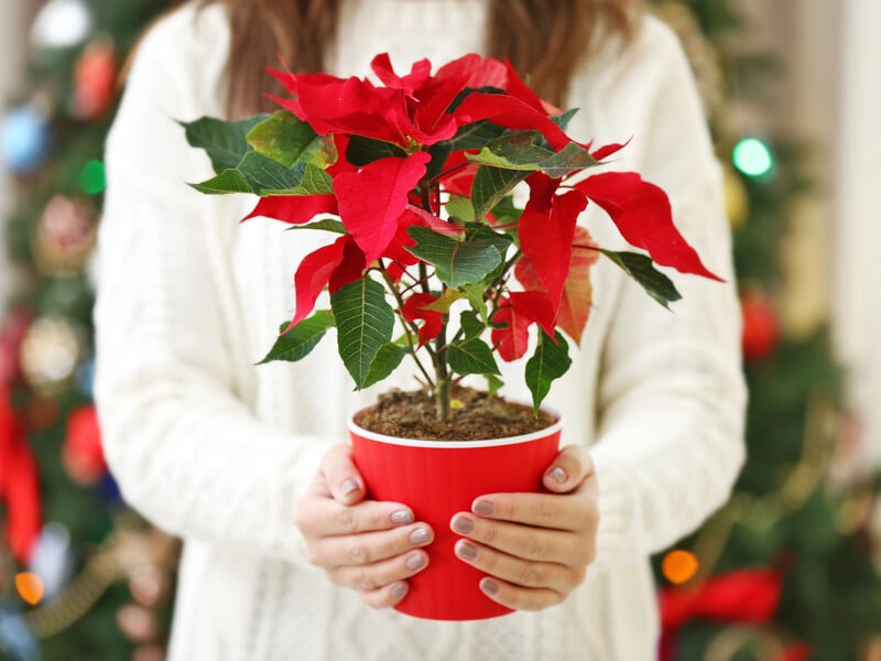 Три причини, чому пуансетія в'яне після Різдва. Як її врятувати, щоб вона не стала 