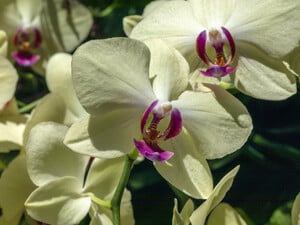 Благодаря такой подкормке цветы орхидей станут больше и ярче. Будут цвести несколько недель