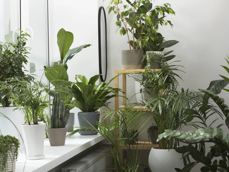 Что не так с кофейной гущей, которой удобряют цветы. Биолог высказалась о трендах в цветоводстве