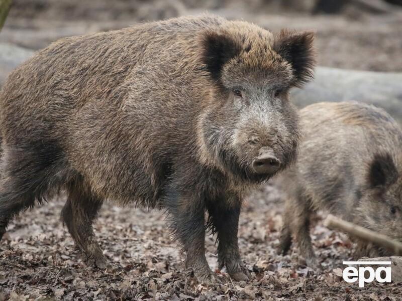  В Польше нашли мертвого кабана с африканской чумой свиней. Власти не исключают диверсию 