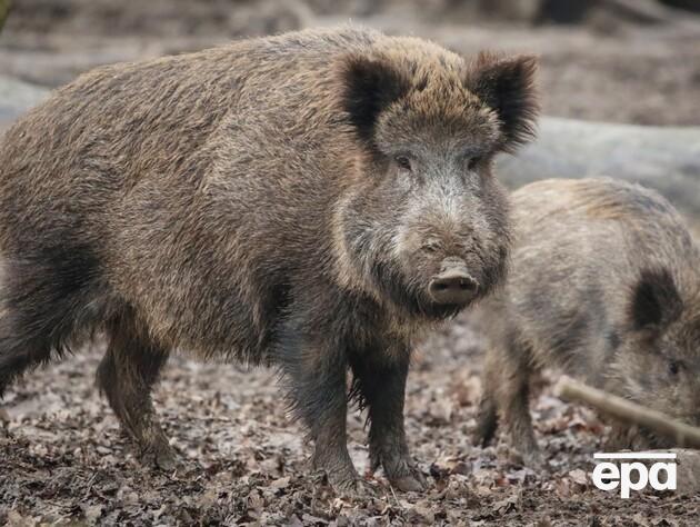 У Польщі виявили мертвого кабана з африканською чумою свиней. Влада не відкидає диверсії 