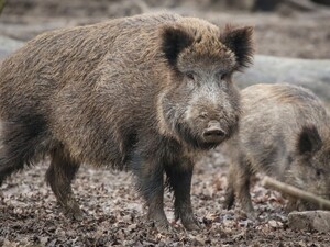 У Польщі виявили мертвого кабана з африканською чумою свиней. Влада не відкидає диверсії 