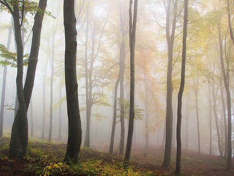 Сегодня Украину ожидают сильный ветер и туман, видимость снижена