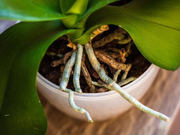 Воздержитесь от этого зимой – и орхидеи отблагодарят щедрым цветением. Правила и секреты полива