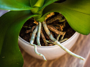 Воздержитесь от этого зимой – и орхидеи отблагодарят щедрым цветением. Правила и секреты полива