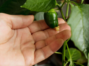 Посадите огород на подоконнике. Семь огородных культур, которые можно выращивать дома