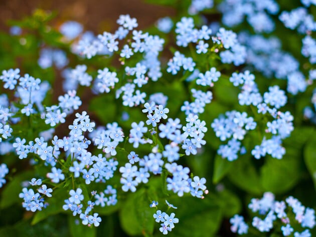 11 варіантів квітів, які можна посіяти в грудні, щоб вони пишно зацвіли навесні