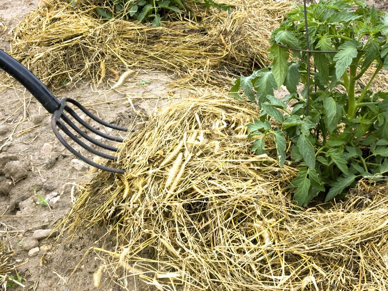 Как сделать землю настолько плодородной, чтобы больше никогда не копать огород. Пять шагов от огородника