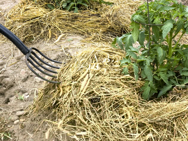 Как сделать землю настолько плодородной, чтобы больше никогда не копать огород. Пять шагов от огородника