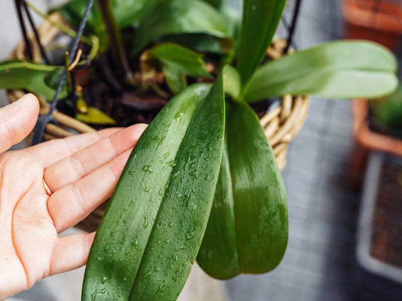 Залейте это кипятком – и орхидея весь год будет активно формировать новые цветоносы. Рецепт без химии