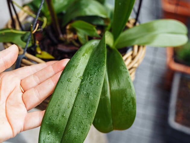 Залейте это кипятком – и орхидея весь год будет активно формировать новые цветоносы. Рецепт без химии