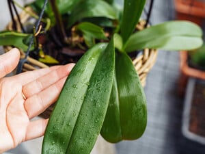 Залейте это кипятком – и орхидея весь год будет активно формировать новые цветоносы. Рецепт без химии 