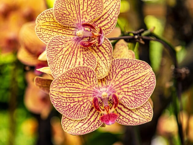 Делайте это каждый раз, когда орхидея зацветет – и у вас будут шикарные цветы