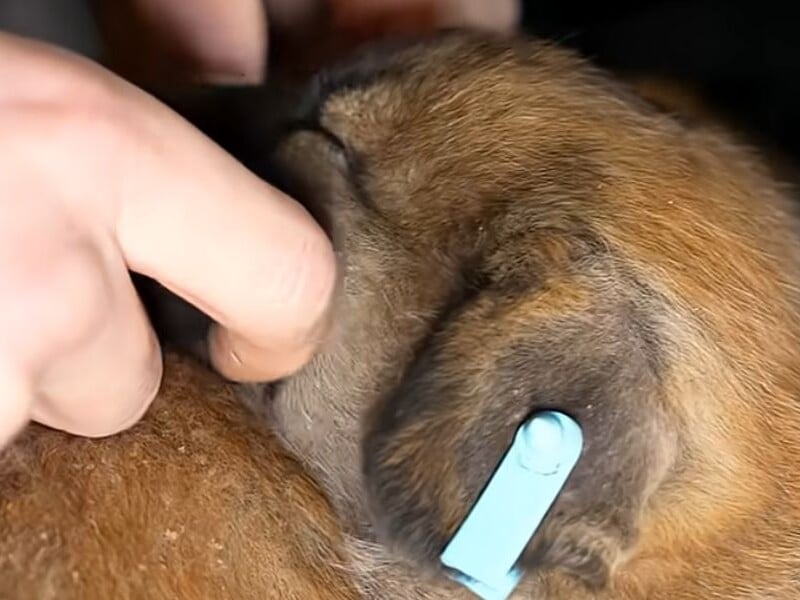 Военные спасли с линии фронта щенков с помощью наземного робота. Видео